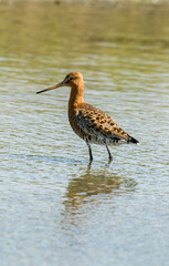 Barge à queue noire,.Limosa limosa, Black tailed Godwit