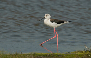 Echasse blanche,  Himantopus himantopus, Black winged Stilt