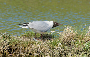 Mouette rieuse, nid,.Chroicocephalus ridibundus, Black headed