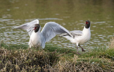Mouette rieuse, nid,.Chroicocephalus ridibundus, Black headed