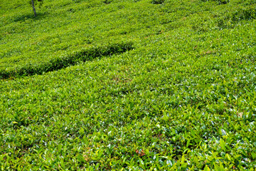 Tea estate, Sri Lanka