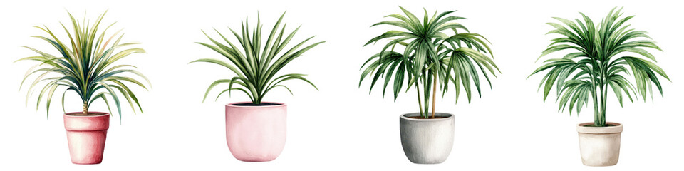 Obraz premium Stylish Potted Ponytail Palm Plants in Modern Interiors