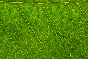Close-up macro leaf texture,Leaf texture macro. Leaf vein pattern macro photography. Green leaf cells macro. Leaf close-up