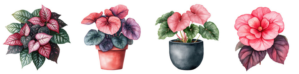 Obraz premium Vibrant Rex Begonia Houseplant in Watercolor Style