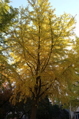 Mañana despejada de otoño en Pekín