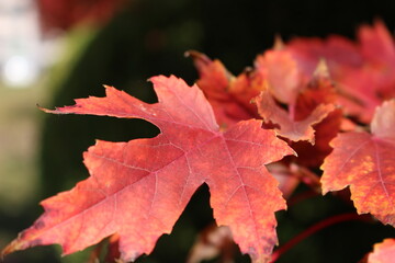 Mañana despejada de otoño en Pekín