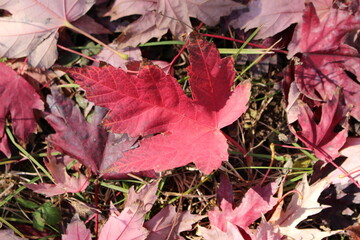 Mañana despejada de otoño en Pekín