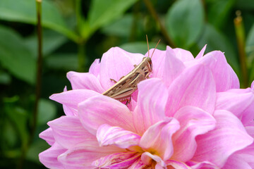 Grasshopper Resting on a Pink Dahlia Flower