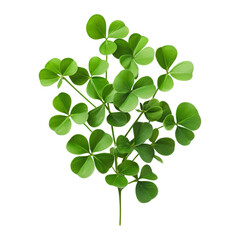 Fototapeta premium four leaf clover twig isolated on transparent background cutout