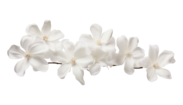 white flowers branch stalk isolated on transparent background cutout