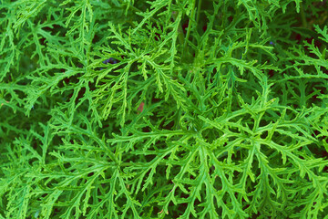 Bright green plant background. Citronella costaricensis.