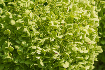 Beautiful green flowers of Hydrangea arborescens in the garden. smooth hydrangea.