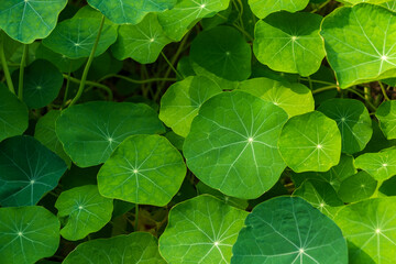 Beautiful green leaves of Physostegia virginiana. Leaves background. the obedient plant, obedience.