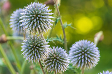 Flowers of Echinops sphaerocephalus. glandular globe-thistle, great globe-thistle, pale globe-thistle.