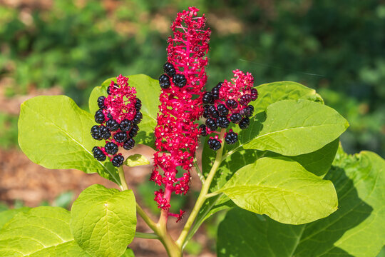 Black berries of Phytolacca acinosa. the Indian pokeweed.