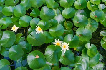 Fototapeta premium Green plant background. Nymphaea alba, the white waterlily, European white water lily, white nenuphar. aquatic flowering plant