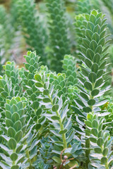 Euphorbia myrsinites, the myrtle spurge, blue spurge, broad-leaved glaucous-spurge. Beautiful green succulent.