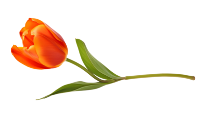 orange tulip stalk isolated on transparent background cutout