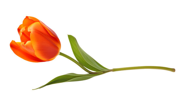 orange tulip stalk isolated on transparent background cutout