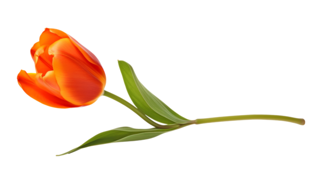 orange tulip stalk isolated on transparent background cutout