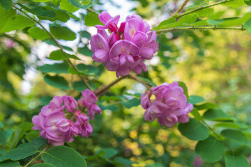 Beautiful pink flowers of Robinia hispida. the bristly locust, rose-acacia, moss locust.