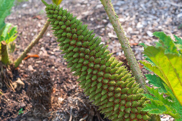 Fruit of Gunnera tinctoria. giant rhubarb, Chilean rhubarb.