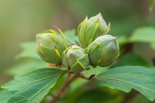 Close-up of closed buds of Hibiscus syriacus. the rose of Sharon. Syrian ketmia, shrub althea