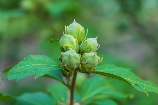 Close-up of closed buds of Hibiscus syriacus. the rose of Sharon. Syrian ketmia, shrub althea