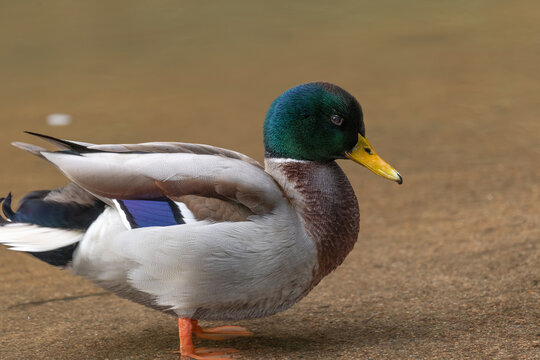 Vibrant mallard duck stands gracefully near tranquil water - Powered by Adobe