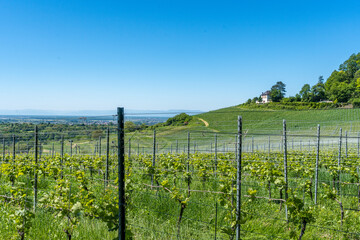 Aussicht bis nach Frankreich - wunderbare Aussicht in den Weinbergen in Baden