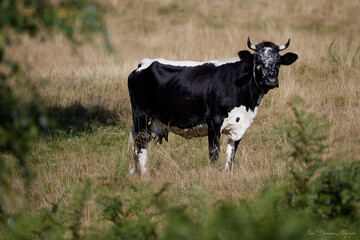 Vache de race Vosgienne
