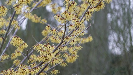 Hamamelis mollis