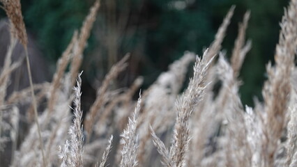 reed