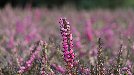 heath flower