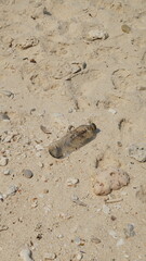 plastic bottle waste in sand