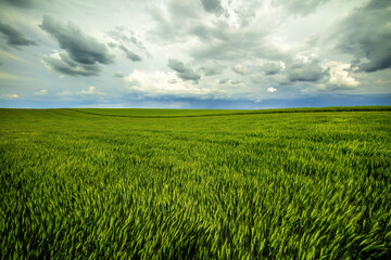 Expansive green wheat field stretching under a dramatic cloudy sky, epitomizing serene agriculture