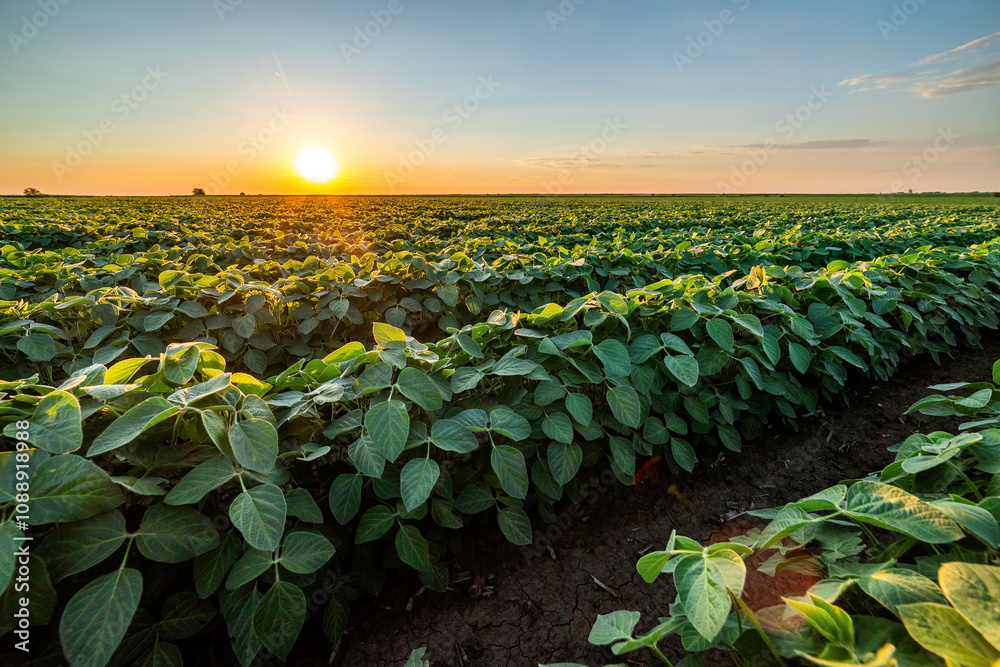 Wall mural Golden sunset rays bathe a vibrant soybean crop, showcasing the beauty of agricultural landscapes