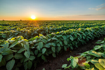 Obraz premium Golden sunset rays bathe a vibrant soybean crop, showcasing the beauty of agricultural landscapes