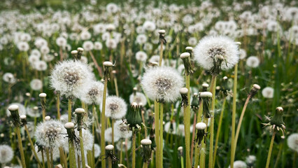 meadow of fluffy dandelion seed bulbs