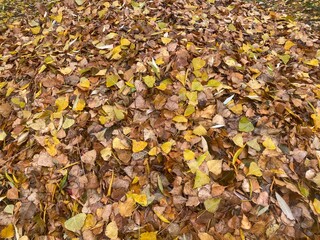 A close-up of autumn leaves scattered on the ground, displaying a warm palette of earthy tones