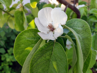 Obraz premium blooming white quince tree close up