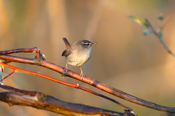 Eurasian wren (Troglodytes troglodytes) photographed close-up in its natural habitat against a blurred background in soft morning light