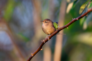 Eurasian wren (Troglodytes troglodytes) photographed close-up in its natural habitat against a blurred background in soft morning light