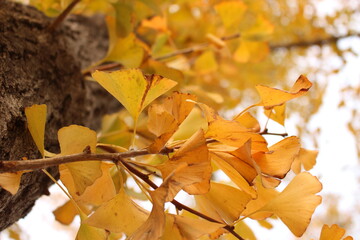 Tarde de otoño en la Gran Muralla, Pekín - China