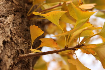 Tarde de otoño en la Gran Muralla, Pekín - China