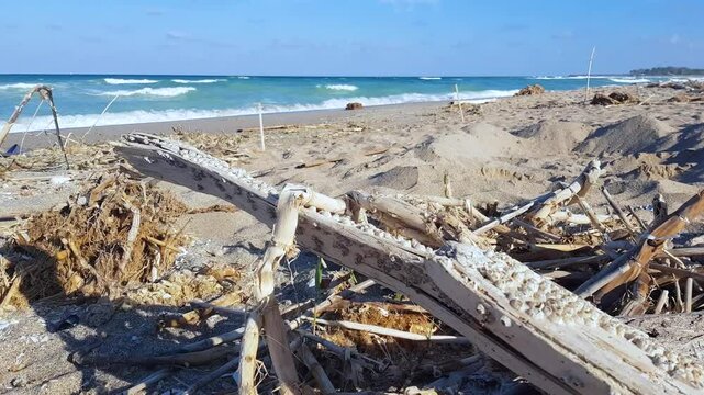 Revealing shot of natural wild beach with driftwood close to Balchik in Bulgaria. Crystal-clear waves of the Black Sea in the background, filmed on a sunny summer day