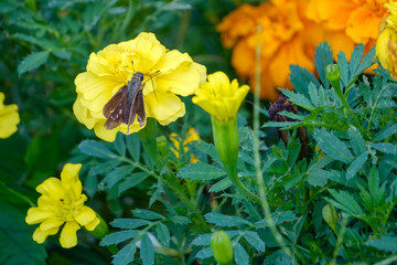 Skipper Butterfly on Marigold in Bloom