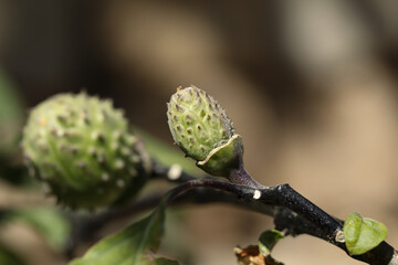 Datura seed pod on plant. Datura stramonium. Selective focus.