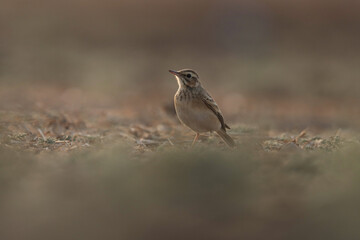 Brown bird perching on ground. Selective focus.