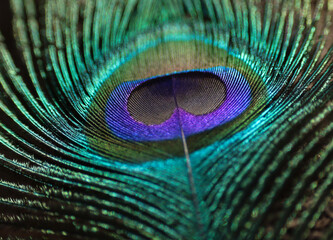 Naklejka premium Peacock feather closeup. Selective focus.